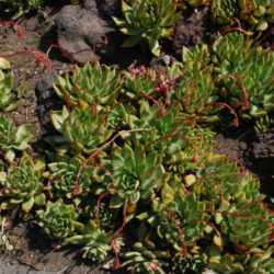 Echeveria agavoides 'Prolifera' (Carpet Echeveria)
