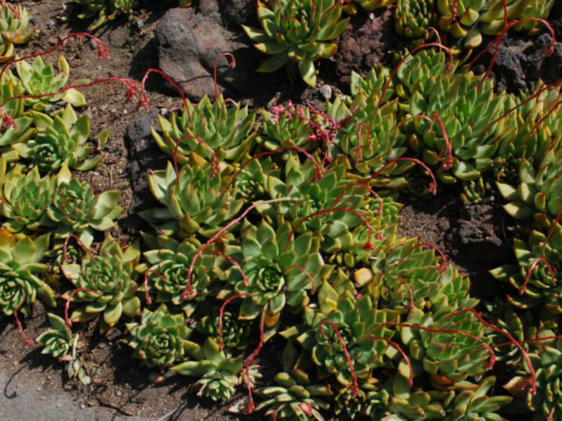 Echeveria agavoides 'Prolifera' (Carpet Echeveria)
