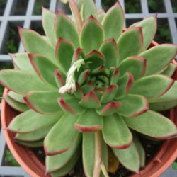 Echeveria agavoides 'Prolifera' (Carpet Echeveria)
