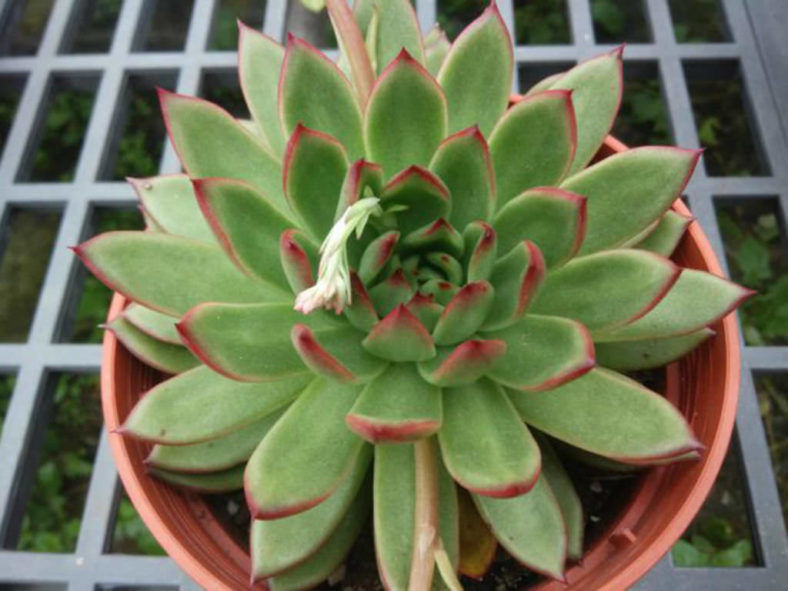 Echeveria agavoides 'Prolifera' (Carpet Echeveria)