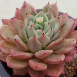 Echeveria 'Rajoya' - World of Succulents