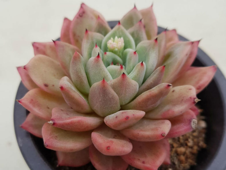Echeveria 'Rajoya' aka Echeveria agavoides 'Rajoya'