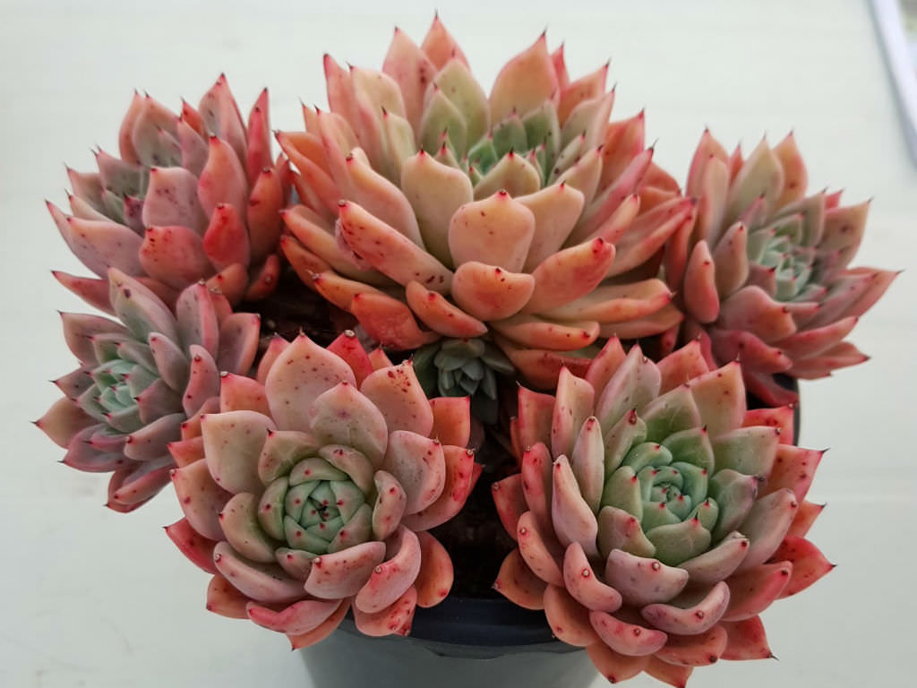 Echeveria 'Rajoya' aka Echeveria agavoides 'Rajoya'