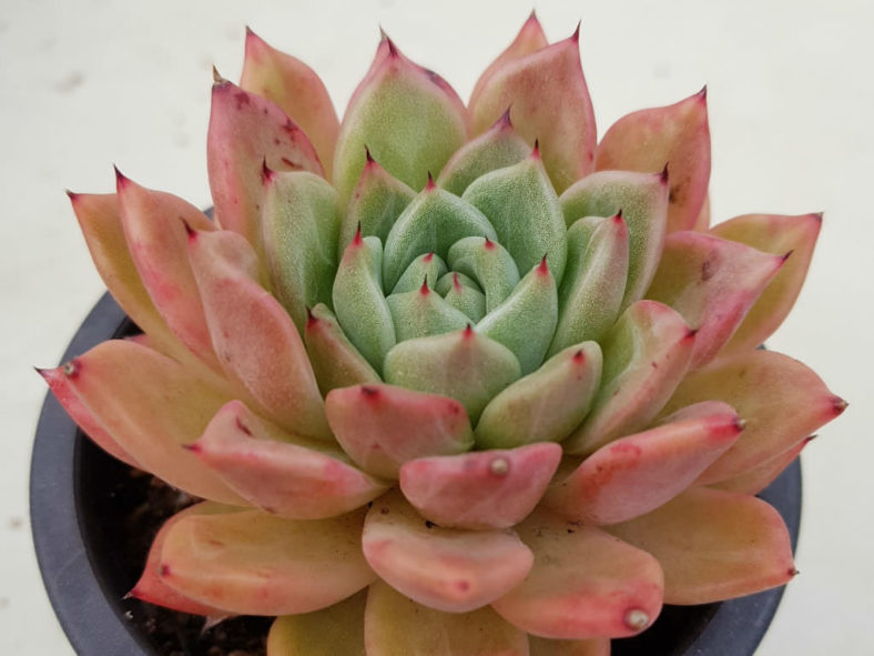 Echeveria 'Rajoya' aka Echeveria agavoides 'Rajoya'