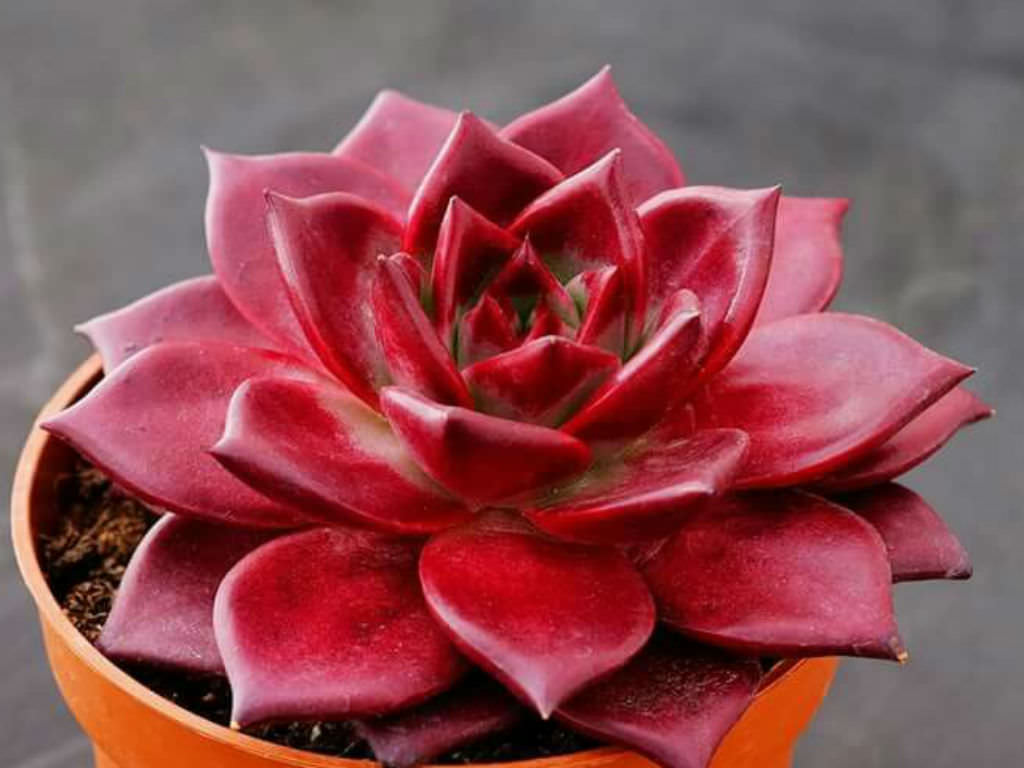 Echeveria agavoides 'Romeo Rubin' | World of Succulents