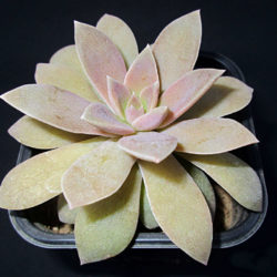 Echeveria carnicolor