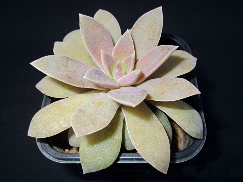 Echeveria carnicolor