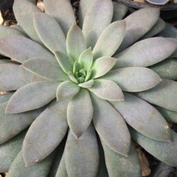 Echeveria carnicolor