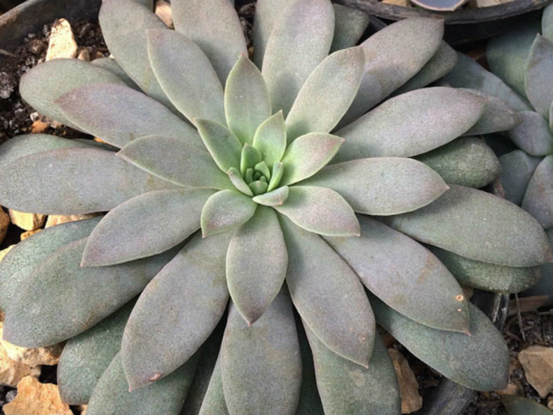 Echeveria carnicolor