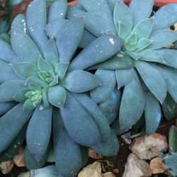 Echeveria carnicolor