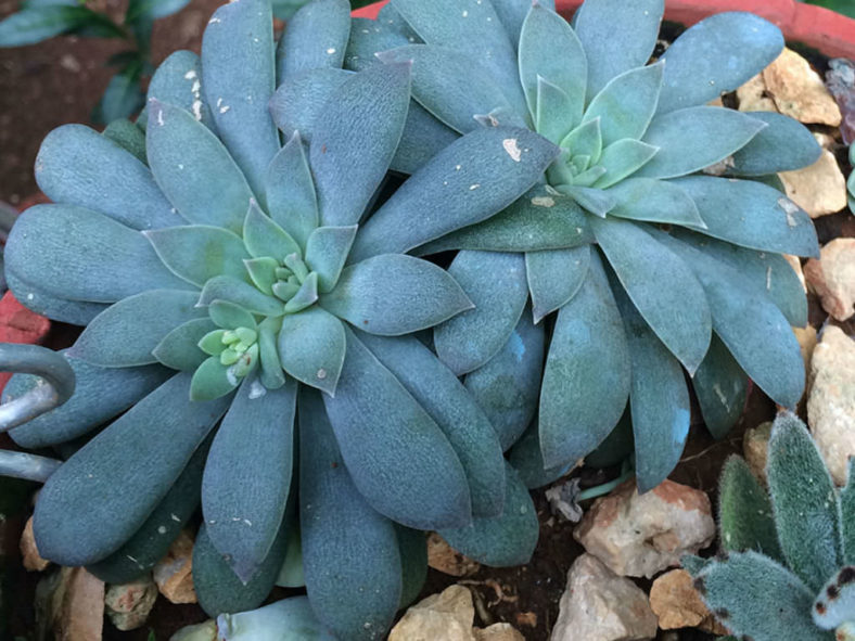 Echeveria carnicolor