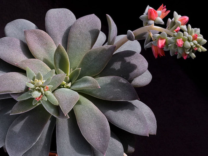 Echeveria carnicolor