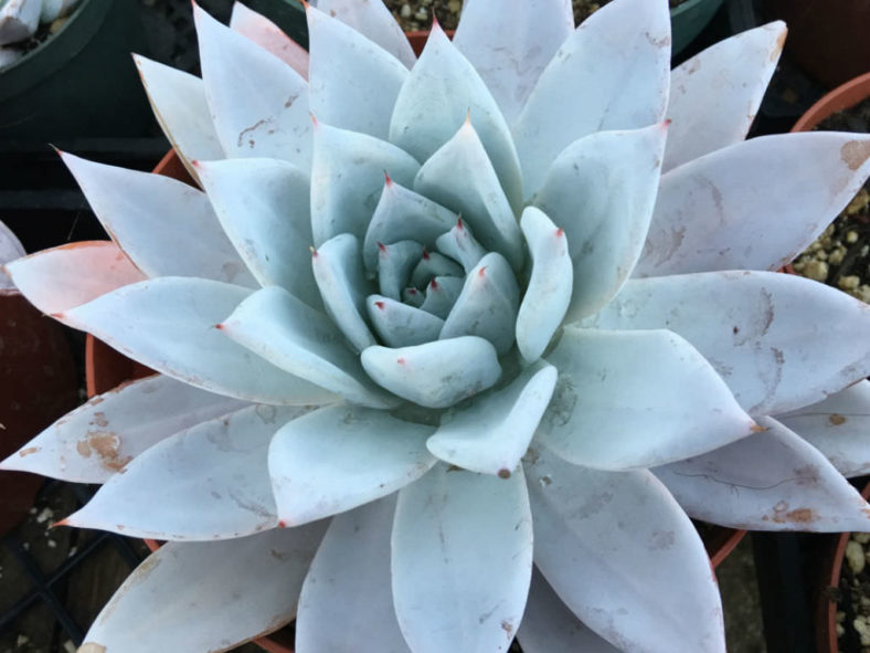 Echeveria colorata 'Mexican Giant' - Mexican Giant Echeveria