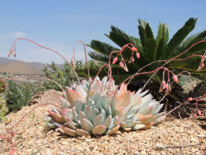 Echeveria colorata 'Mexican Giant' - Mexican Giant Echeveria