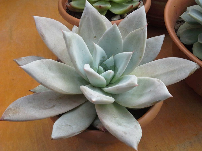 Echeveria colorata 'Mexican Giant' - Mexican Giant Echeveria