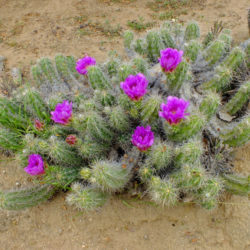 Echinocereus enneacanthus - Strawberry Cactus