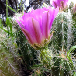 Echinocereus enneacanthus - Strawberry Cactus