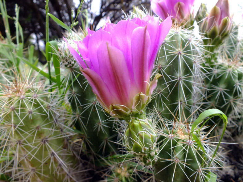 Echinocereus enneacanthus - Strawberry Cactus