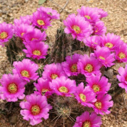 Echinocereus enneacanthus - Strawberry Cactus