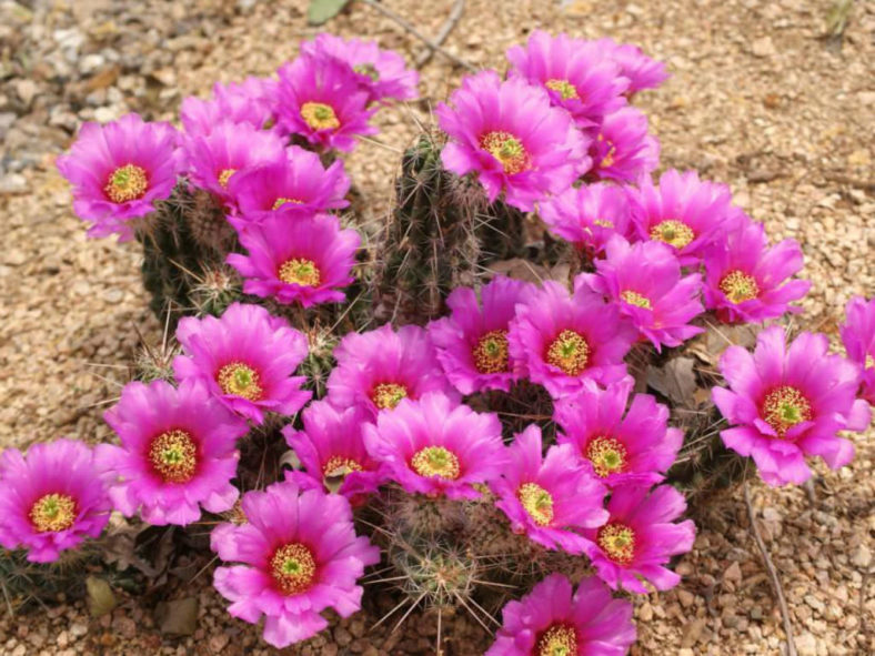 Echinocereus enneacanthus - Strawberry Cactus