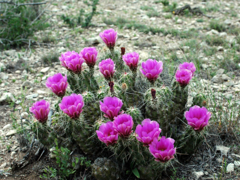 Echinocereus enneacanthus - Strawberry Cactus