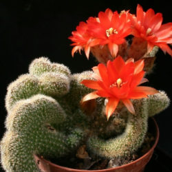 Echinopsis chamaecereus 'Cristata'
