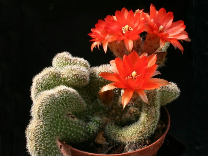 Echinopsis chamaecereus (crested) aka Chamaecereus silvestrii (crested) or Lobivia silvestrii (crested)