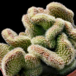 Echinopsis chamaecereus 'Cristata'