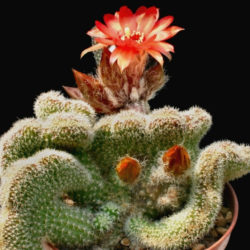 Echinopsis chamaecereus 'Cristata'