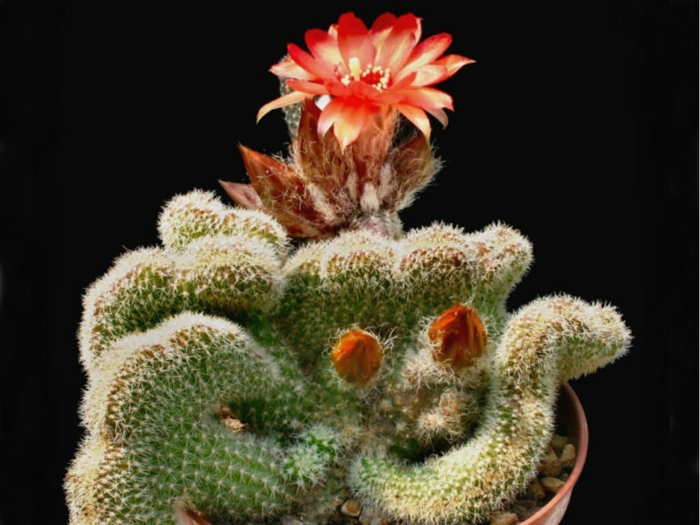 Echinopsis chamaecereus (crested) aka Chamaecereus silvestrii (crested) or Lobivia silvestrii (crested)