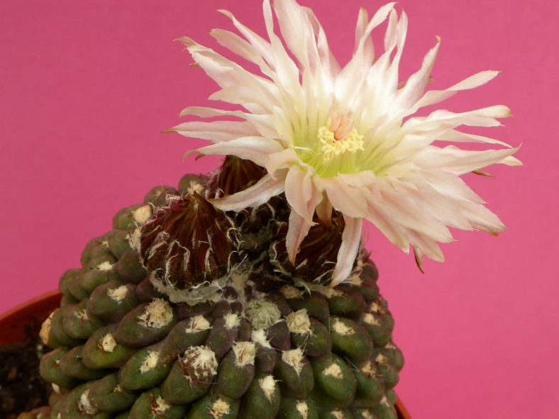 Eriosyce glabrescens aka Eriosyce napina subsp. glabrescens