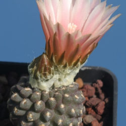 Eriosyce napina subsp. glabrescens