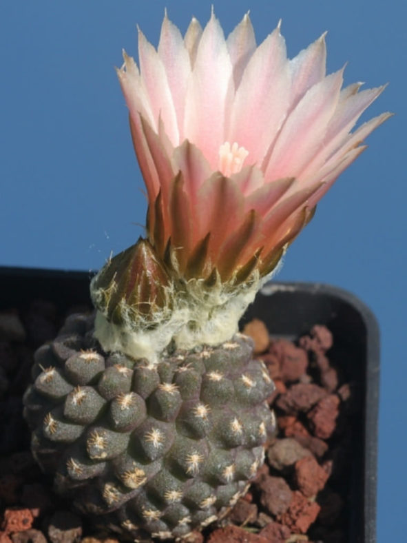 Eriosyce glabrescens aka Eriosyce napina subsp. glabrescens