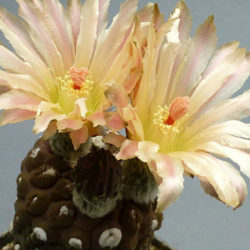 Eriosyce napina subsp. glabrescens