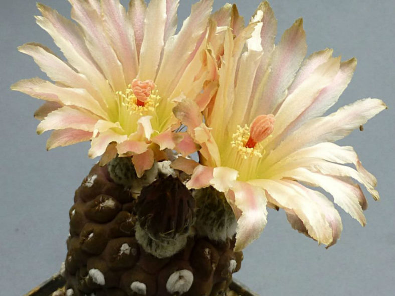 Eriosyce glabrescens aka Eriosyce napina subsp. glabrescens