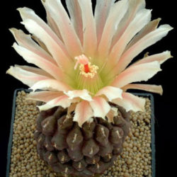 Eriosyce napina subsp. glabrescens