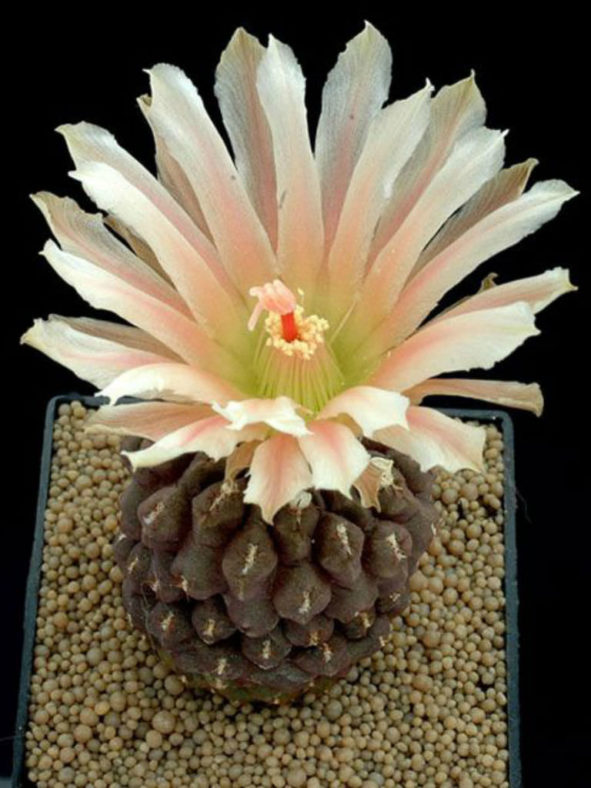 Eriosyce glabrescens aka Eriosyce napina subsp. glabrescens