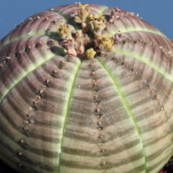 Euphorbia obesa subsp. symmetrica - Stone Spurge