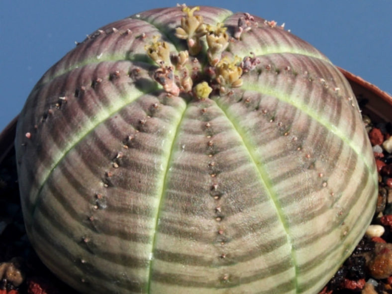 Euphorbia obesa subsp. symmetrica (Stone Spurge) aka Euphorbia symmetrica