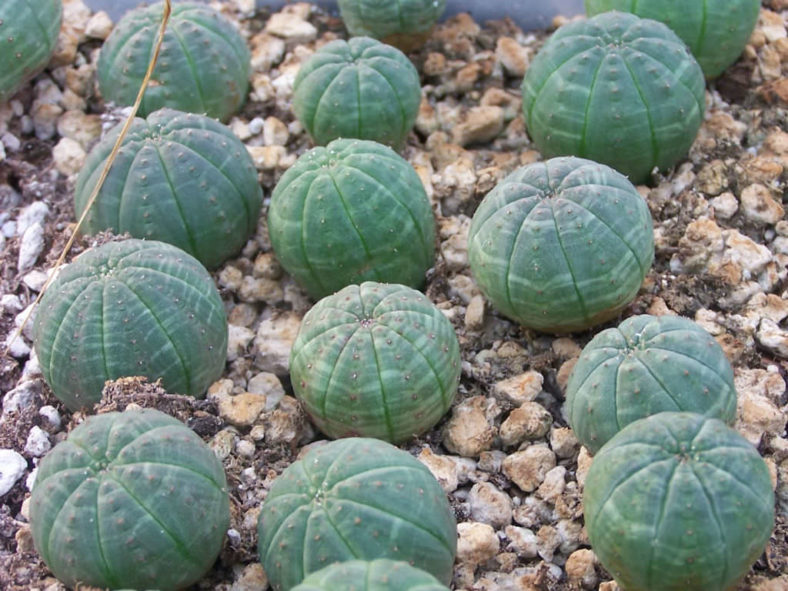 Euphorbia obesa subsp. symmetrica (Stone Spurge) aka Euphorbia symmetrica