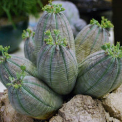 Euphorbia obesa subsp. symmetrica - Stone Spurge