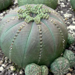 Euphorbia obesa subsp. symmetrica - Stone Spurge