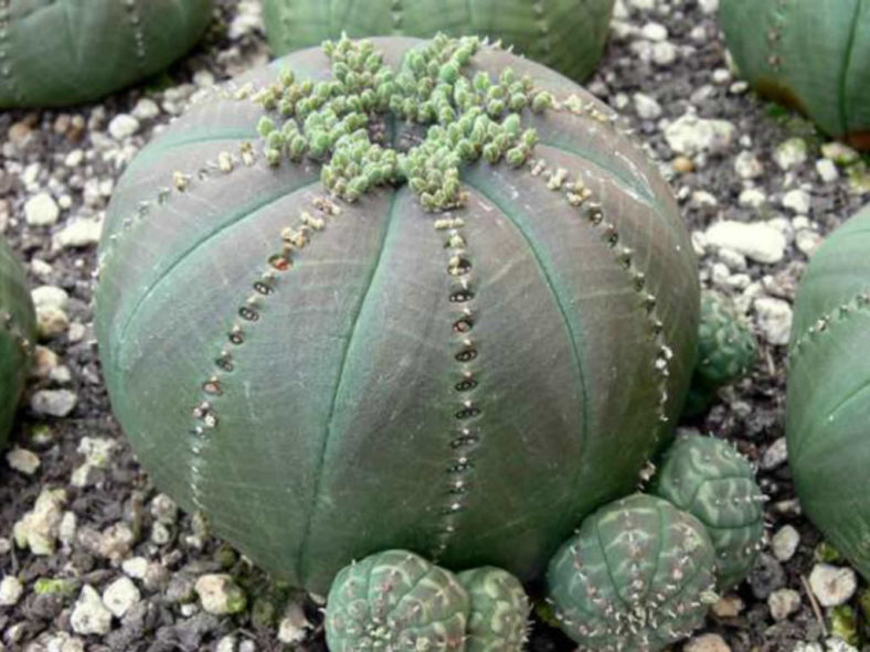 Euphorbia obesa subsp. symmetrica (Stone Spurge) aka Euphorbia symmetrica
