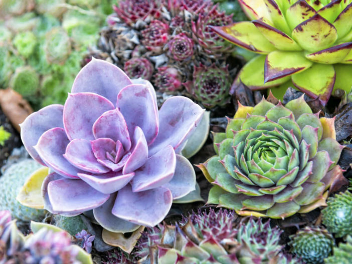 Garlic Bug Spray for Succulents