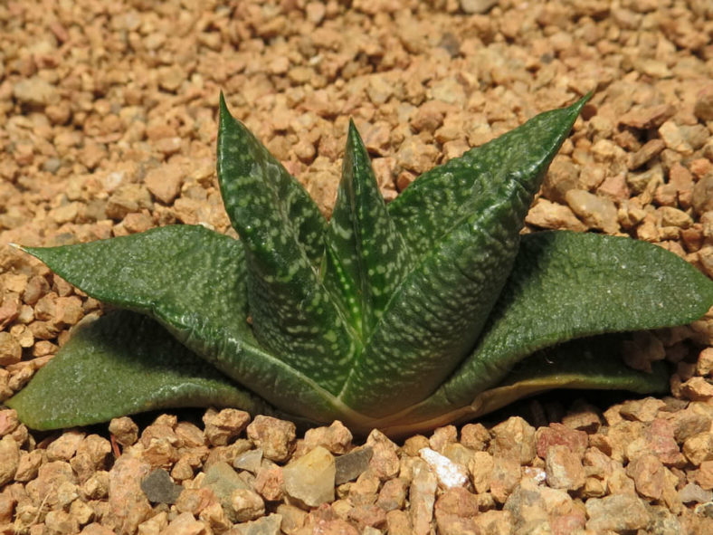 Gasteria nitida - Bathurst Gasteria