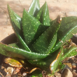 Gasteria nitida - Bathurst Gasteria