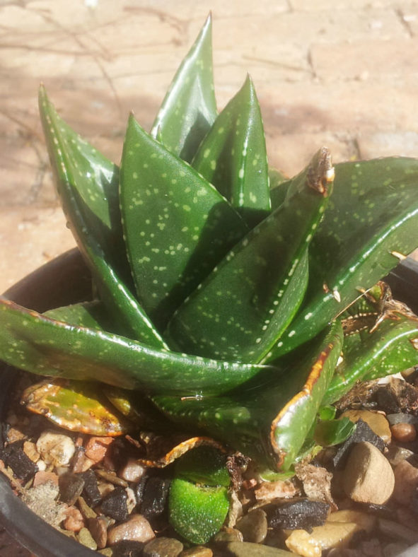 Gasteria nitida - Bathurst Gasteria
