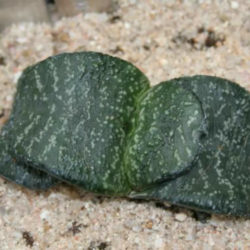 Gasteria nitida - Bathurst Gasteria