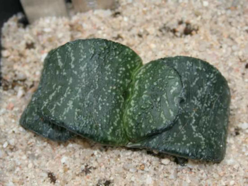 Gasteria nitida - Bathurst Gasteria