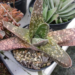 Gasteria nitida - Bathurst Gasteria